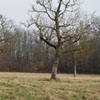 woods